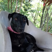 USLA, Femelle junior Berger Créole, chienne à adopter