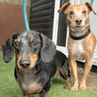 Sparky & Rex, dog to adopt