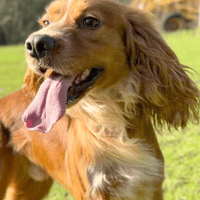 Marley, dog to adopt