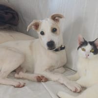 HOWDY, Chiot Berger Créole, chien à adopter