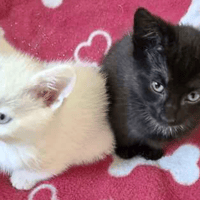 Sugar & Caramel, female cat to adopt