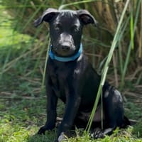LOCKY, Chiot mâle Croisé Labrador, chien à adopter