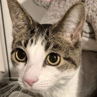 Mooney, cat to adopt