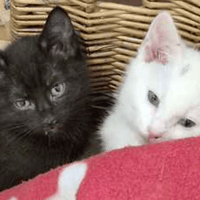 Vanilla and Maple, female cat to adopt