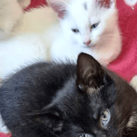 Crystal and Chocolate, female cat to adopt