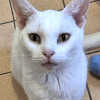 Treacle, female cat to adopt