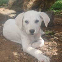 AUSTIN, chiot Croisé Labrador mâle, chien à adopter