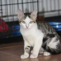 MOHAI, Chaton mâle européen, chat à adopter