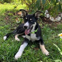 TOUPI, chiot Croisé Husky, chien à adopter