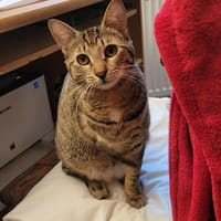 Tapfere Tracy, Katze zur Adoption