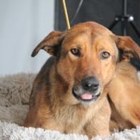 Almin sucht liebevolle Familie..., Hund zur Adoption