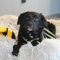 Indo sucht sein Glück...., Hund zur Adoption