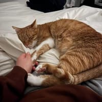 Freundlicher ime (Simon), Kater zur Adoption