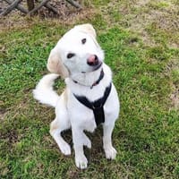 Hündin Coco im Allgäu, Hündin zur Adoption