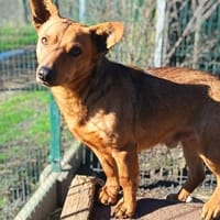Chaarmanter Zulu sucht euch, Hund zur Adoption