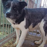 Izzy sucht ihre Familie, Hündin zur Adoption