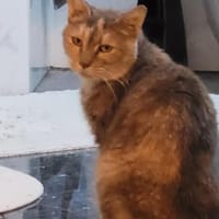 Schüchterne Pigi - sehr dringend!, Katze zur Adoption