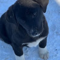 Pippa sucht ihr Zuhause, Hündin zur Adoption