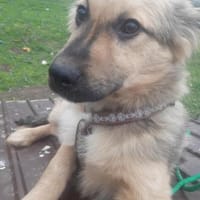 🐾❤ RUDI auf PS  Nähe Dresden., Hund zur Adoption