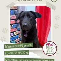 Nero sucht ein Zuhause / Pflegestelle, Hund zur Adoption