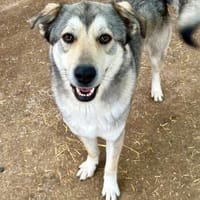 Floky - ein Traumhund - sucht Dich, Hund zur Adoption