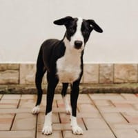 Lenny-bildhübscher Rüder sucht Zuhause, Hund zur Adoption