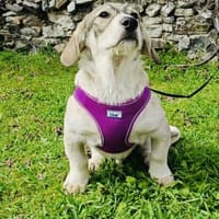 Karam sucht ein tolles Zuhause, Hund zur Adoption