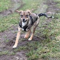 Hundekind sucht Bestplatz, Hündin zur Adoption