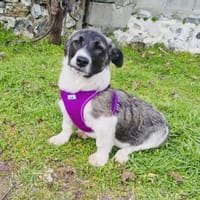 Toller lieber Adem, Hund zur Adoption