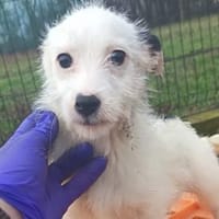 Oskar süßer kleiner Kerl, Hund zur Adoption