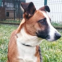 Kopè möchte ein Ticket ins Glück, Hund zur Adoption