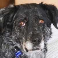 JACKO-liebenswerter Senior-Rüde,51 cm, Hund zur Adoption