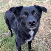 Sanfter, ruhiger Lino, Hund zur Adoption