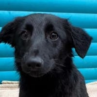 LUGH-freundlicher, süßer Jung-Rüde,35cm, Hund zur Adoption