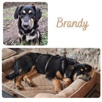 Brandy wartet in 55595 Weinsheim, Hund zur Adoption