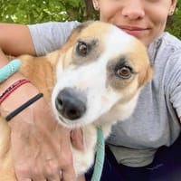 DARCY ist ein sanftes ruhiges Mädchen♥, Hündin zur Adoption