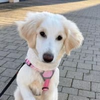 Kiki- Herzenshund und Herzensmenschen, Hündin zur Adoption