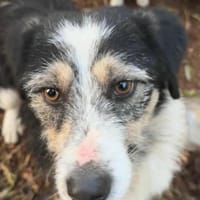 Der freundliche Filip sucht sein Glück!, Hund zur Adoption