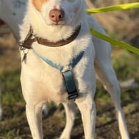 Verschmuste Mola, Hündin zur Adoption