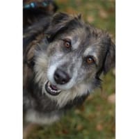 Linga - wartet in 96369 Weißenbrunn, Hündin zur Adoption