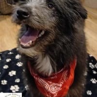 Gianni  der junge, aufgeweckte Rüde, Hund zur Adoption