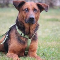 Lando sucht seine Menschen..., Hund zur Adoption