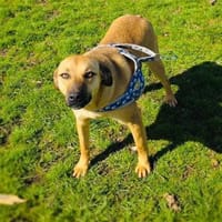 Kati eine tolle Familienhündin, Hündin zur Adoption