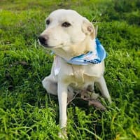 Pamuk einfach nur lieb, Hündin zur Adoption