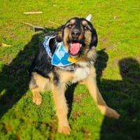 Sehr lieber Nicho sucht ein Zuhause, Hund zur Adoption