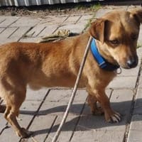 Morzi möchte endlich geliebt werden, Hund zur Adoption