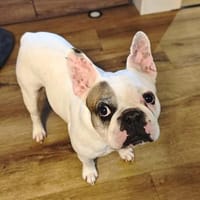 Deejay - ist genügsam, Hund zur Adoption