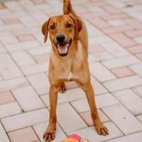 Marno - lebensfroher Rüde sucht Zuhause, Hund zur Adoption