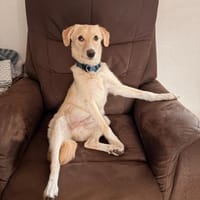 Dein neuer Gefährte, Hund zur Adoption