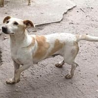 Dora ist ein Sonnenschein, Hündin zur Adoption